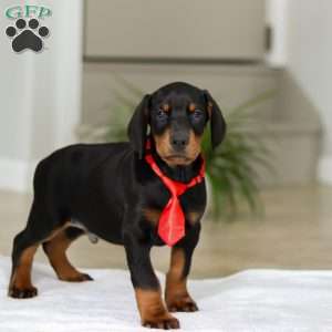 Maverick, Doberman Pinscher Puppy